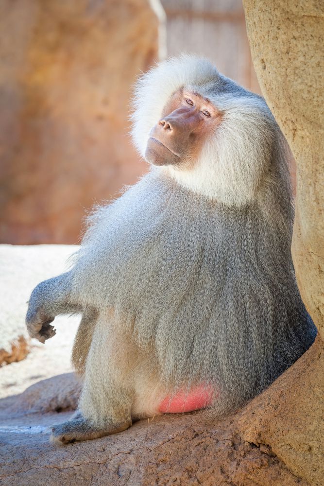 Baboon at Honolulu Zoo