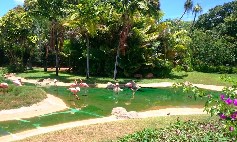 Flamingos at Honolulu Zoo