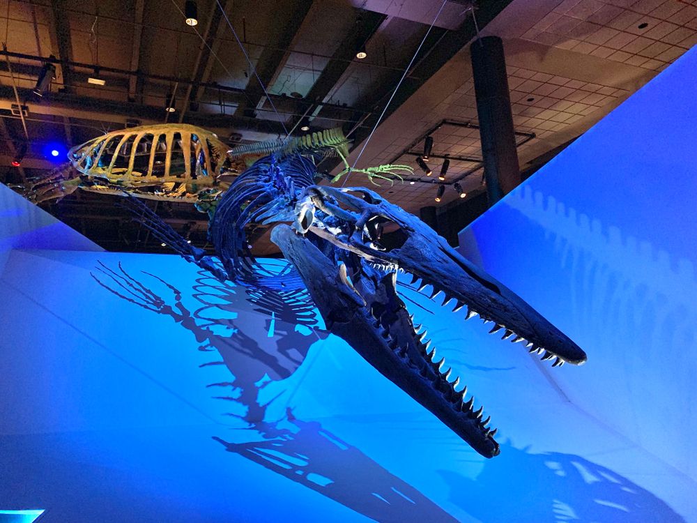 Dinosaur skeleton in Houston Museum of Natural Science