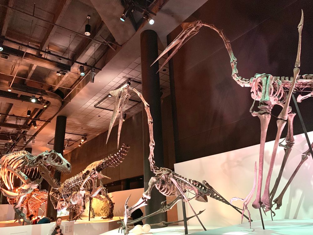 Dinosaur exhibit in Houston Museum of Natural Science
