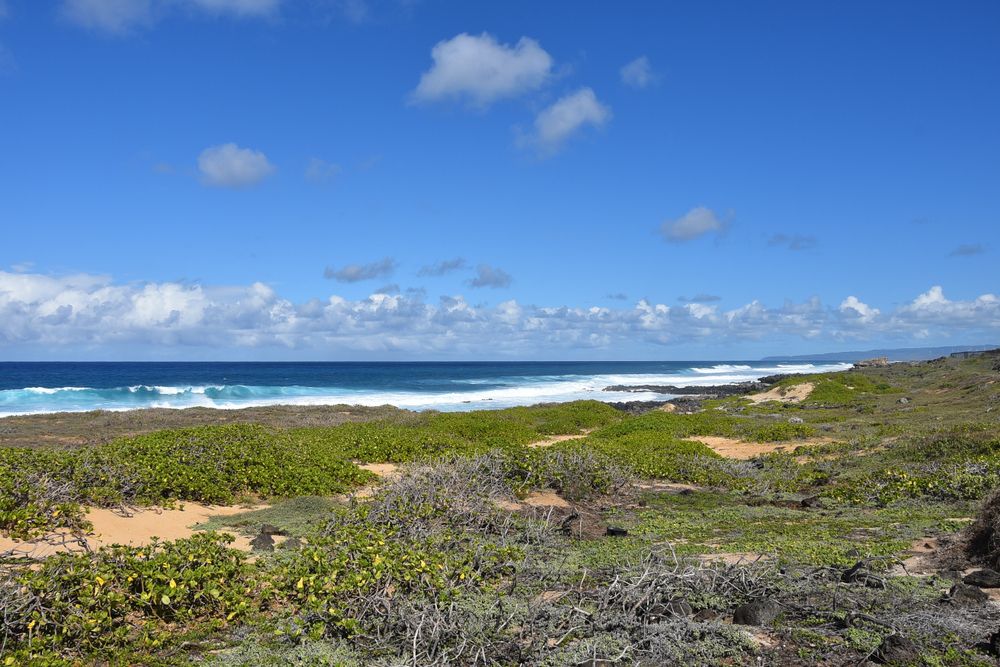 Daytime view of Kaʻena Point State Park