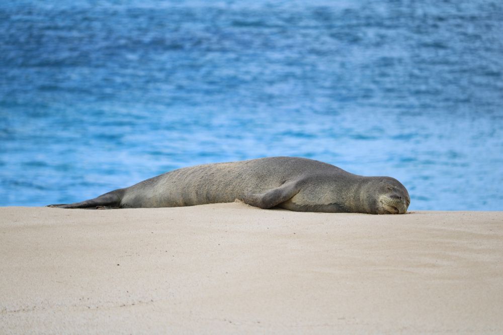 A monk seal at Kaʻena Point State Park