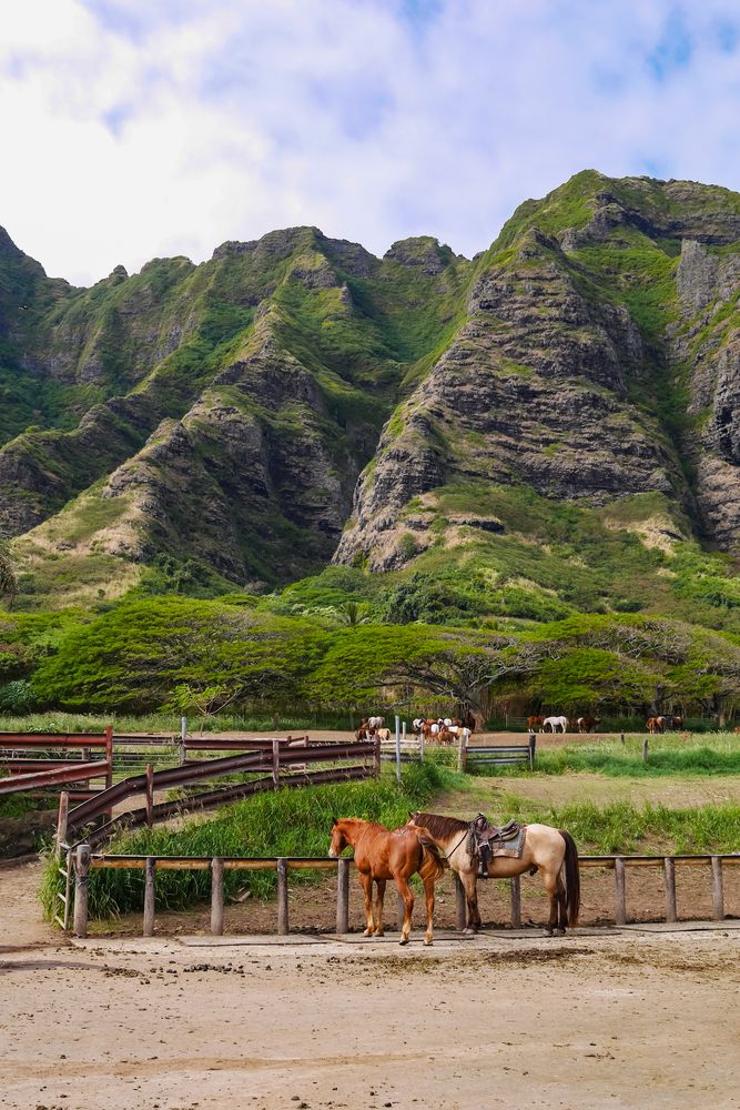 Horses at Kualoa Ranch