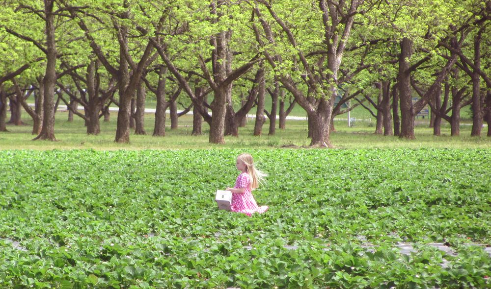 Strawberry picking at Lane Southern Orchards