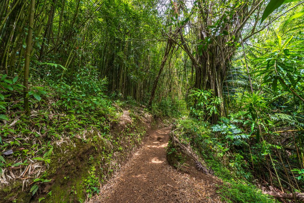 Greenery along Mānoa Falls Trail