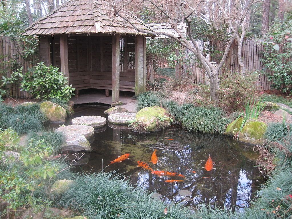 Koi pond at Massee Lane Gardens