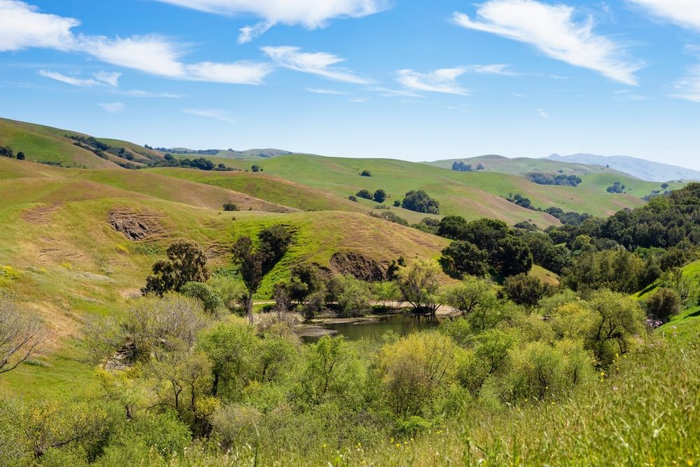 Greenery at Garin/Dry Creek Pioneer Regional Parks