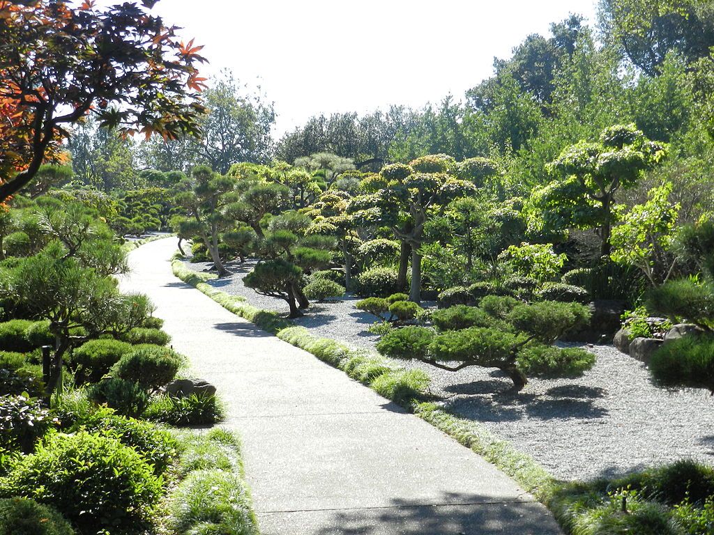 Trail lined with bonsai trees at Hayward Japanese Gardens