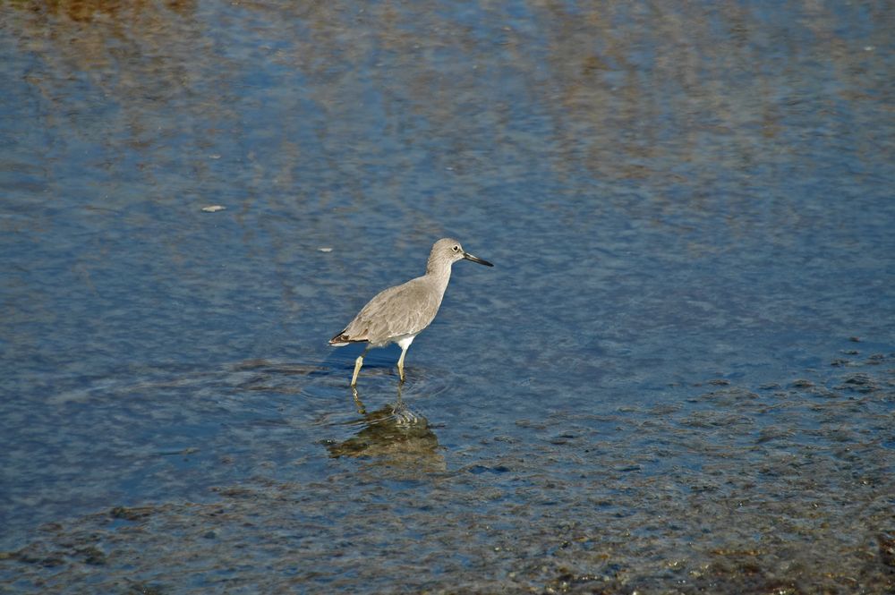 A bird at Hayward Regional Shoreline