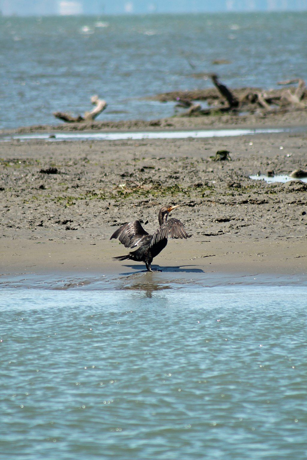 Cormorant beside the waters of Hayward Regional Shoreline