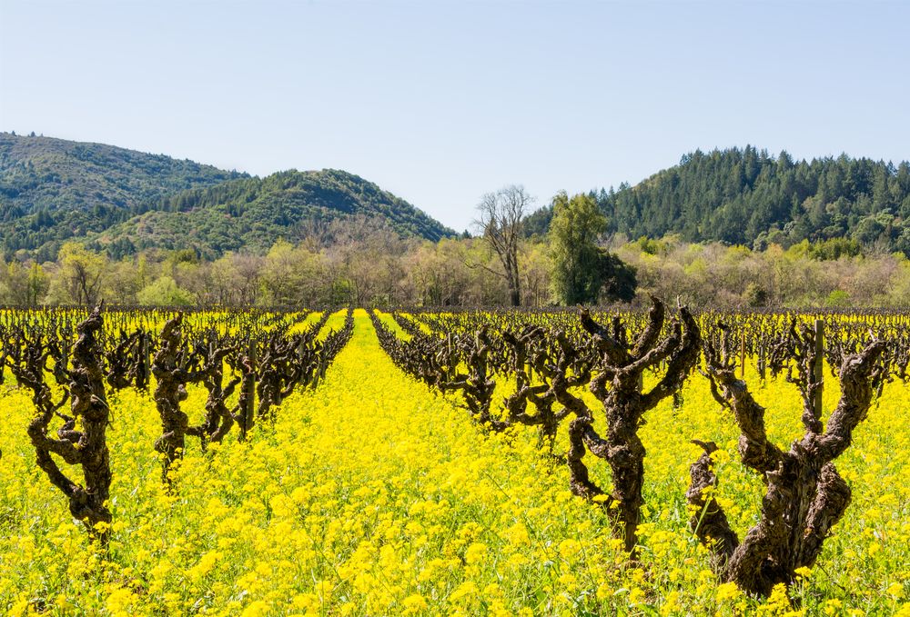 View of Dry Creek Valley