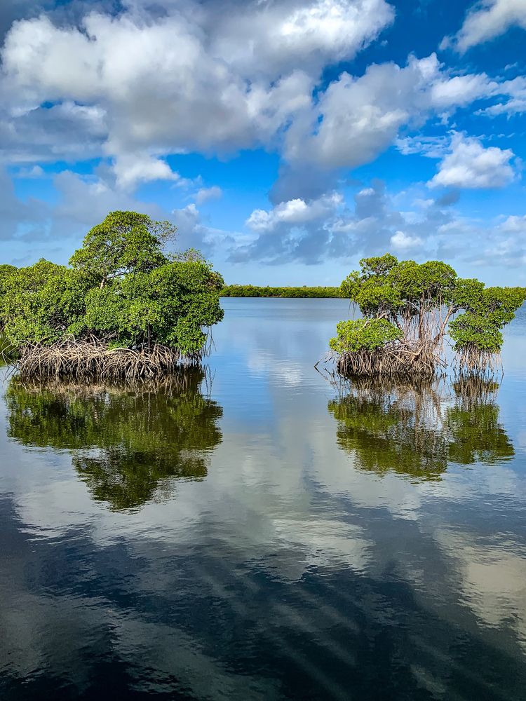 Mangroves on the water of Anne Kolb Nature Center