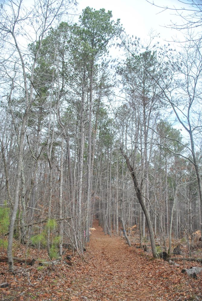 A trail at Pickett's Mill Battlefield Site