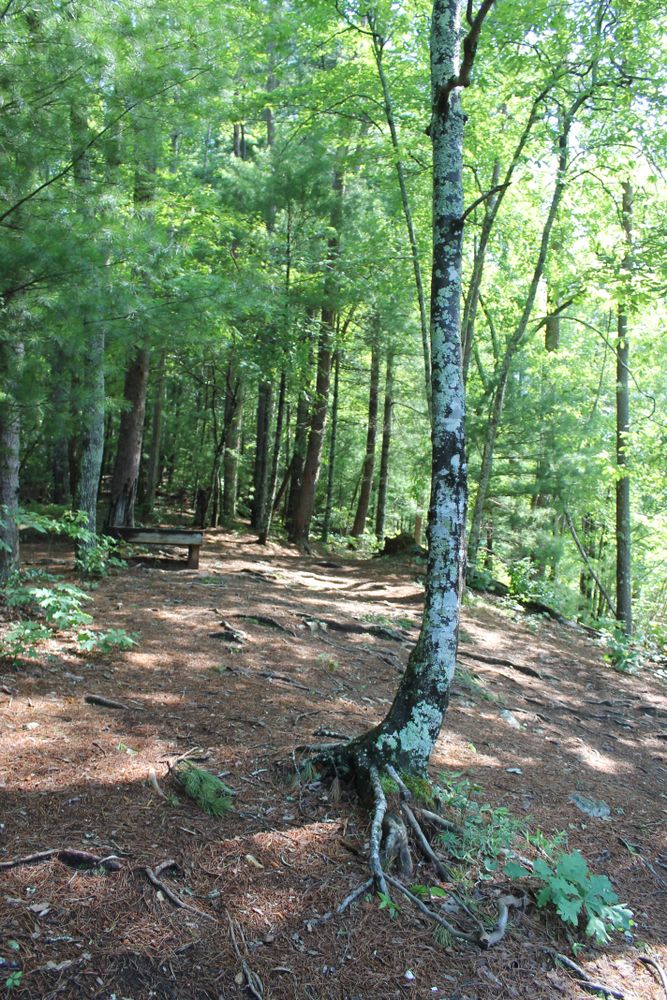 Nature trail at Helen