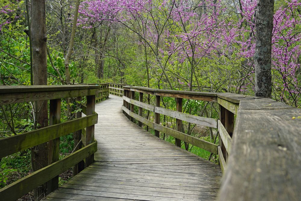 Boardwalk at Griggs Reservoir Park