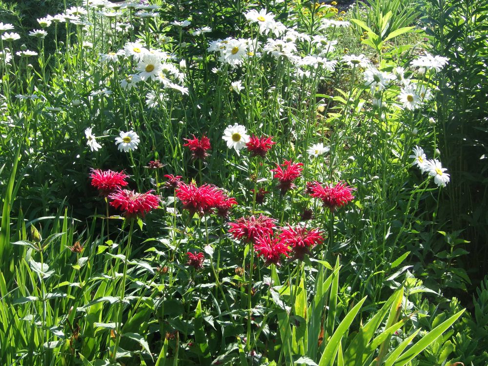 Beautiful flowers at Forks of the Wabash