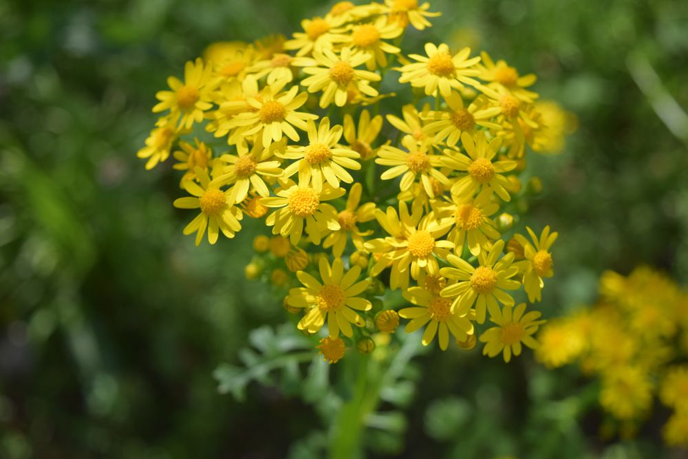 Golden ragwort flowers at the Sunken Gardens