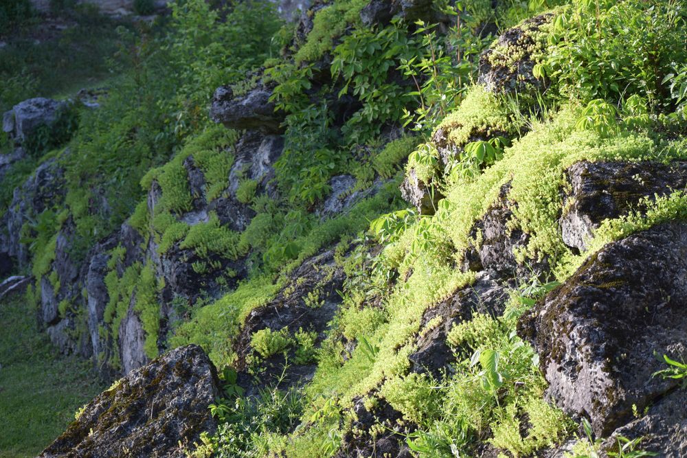 Moss-covered rocks at the Sunken Gardens