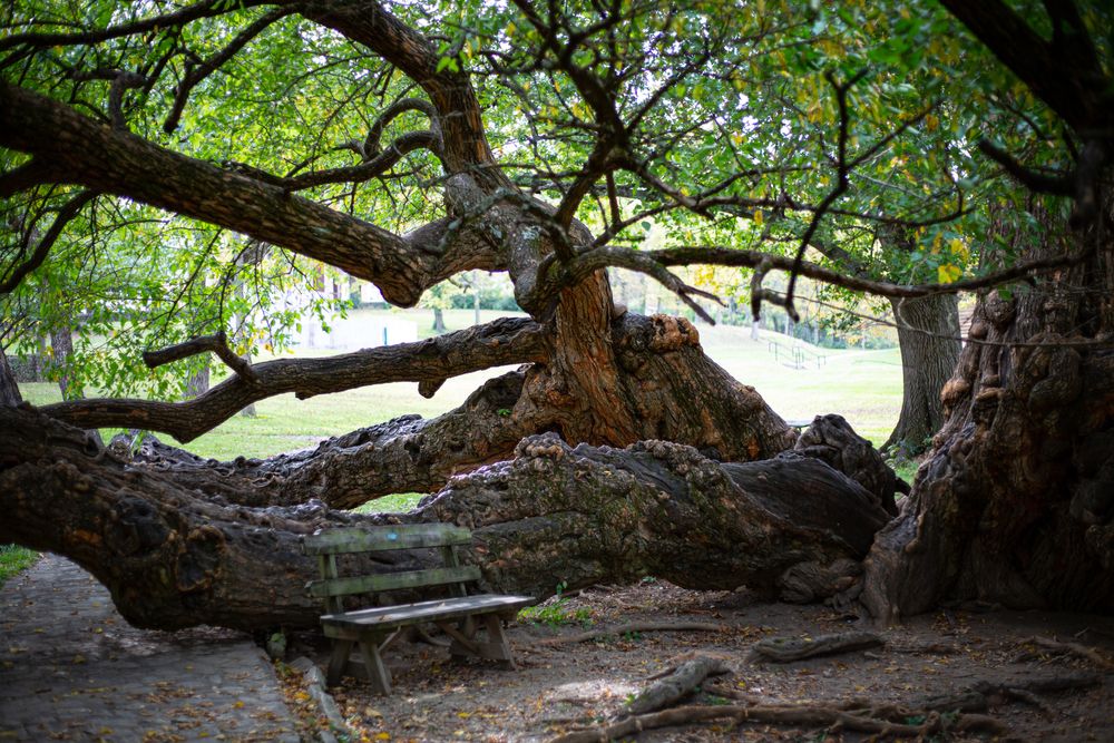 Osage tree at Old Fort Harrod State Park