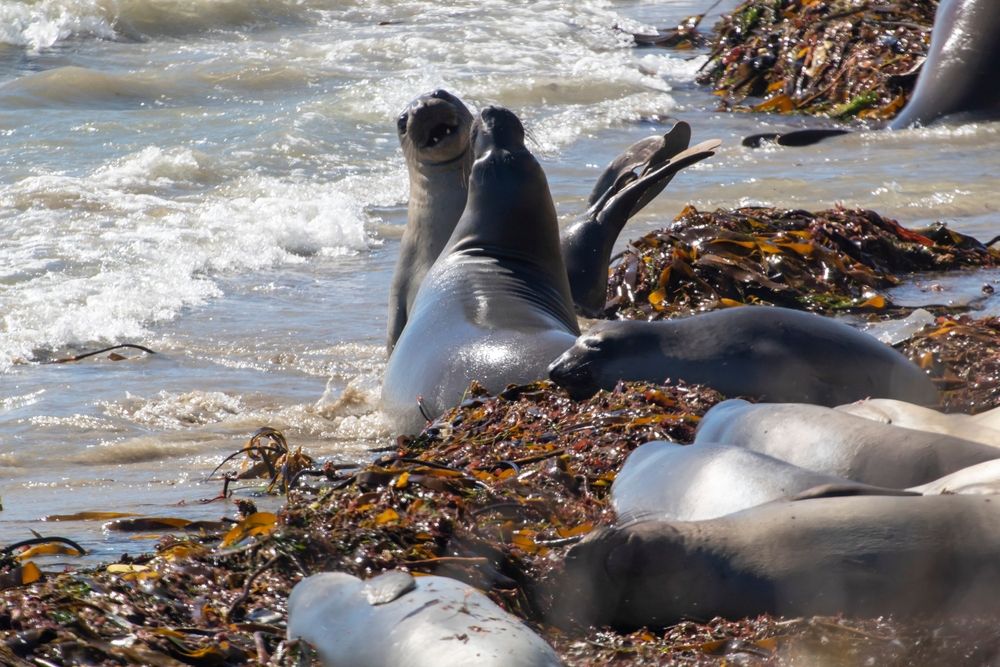 Elephant seals at Año Nuevo State Park