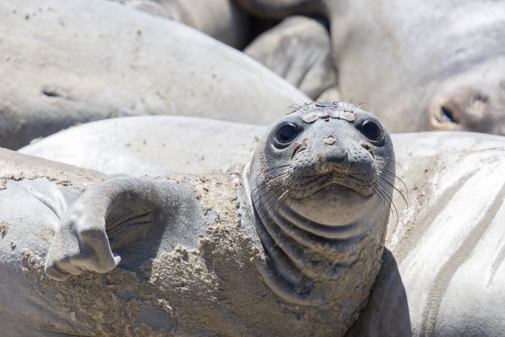 A female elephant seal at Año Nuevo State Park