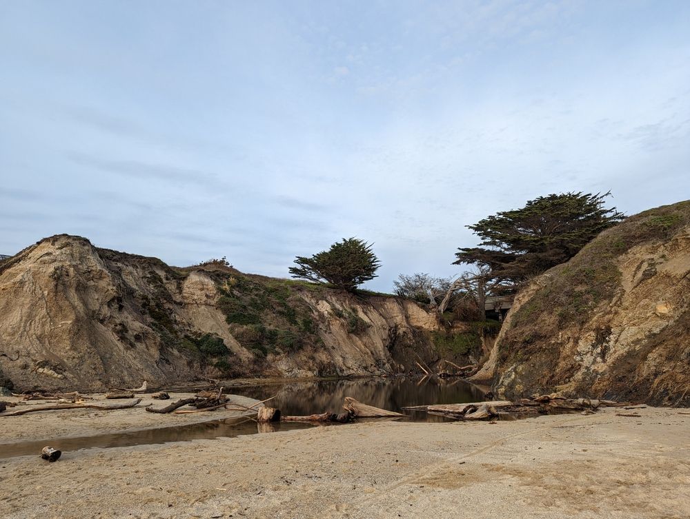 Trees at Cowell-Purisima Trail
