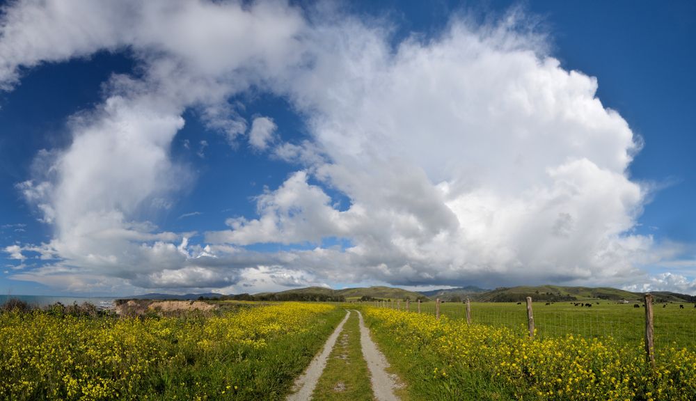 Cowell-Purisima Trail lined with wildflowers