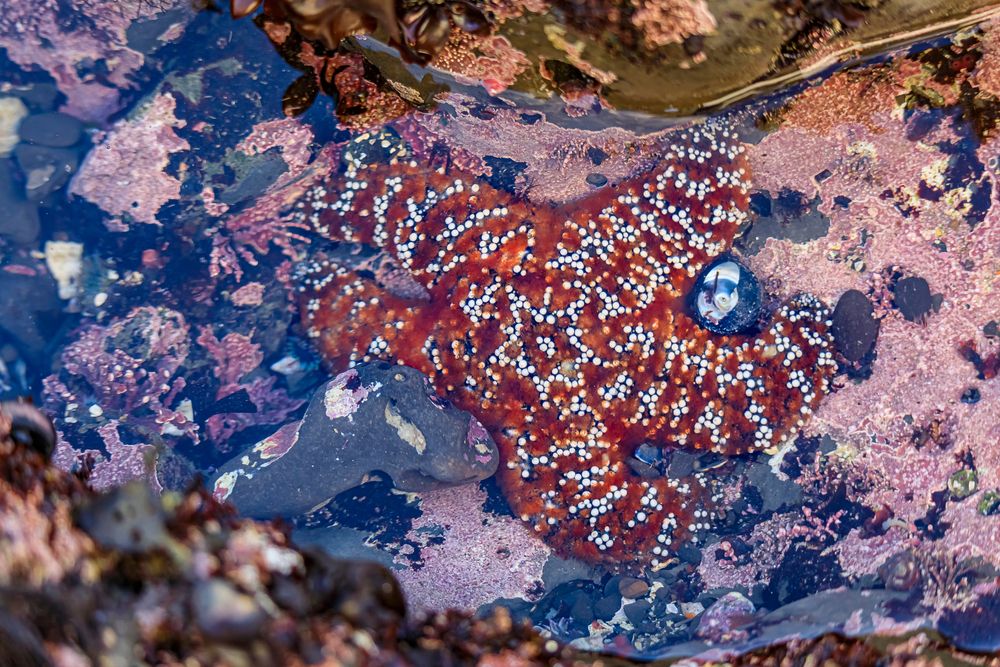 A starfish at Fitzgerald Marine Reserve