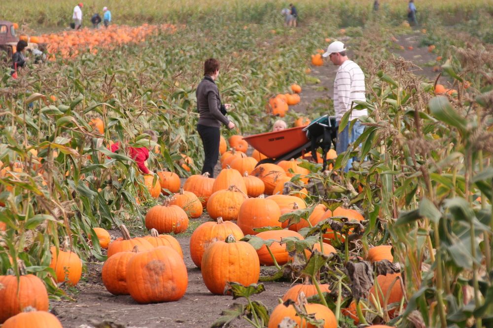 People harvesting pumpkins during Pumpkin Festival