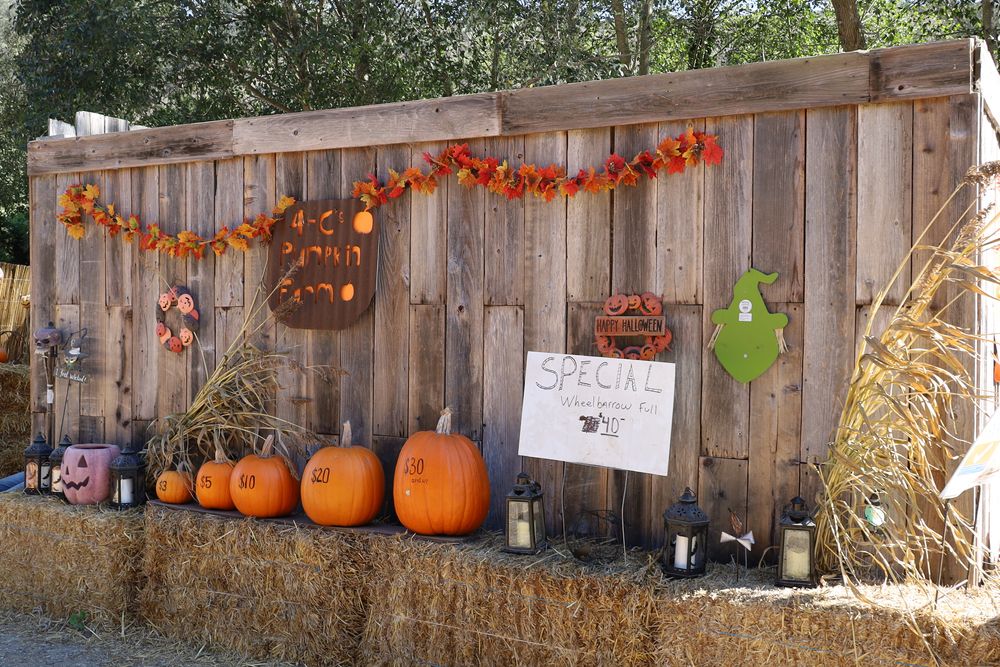 Pumpkin festival at half moon bay