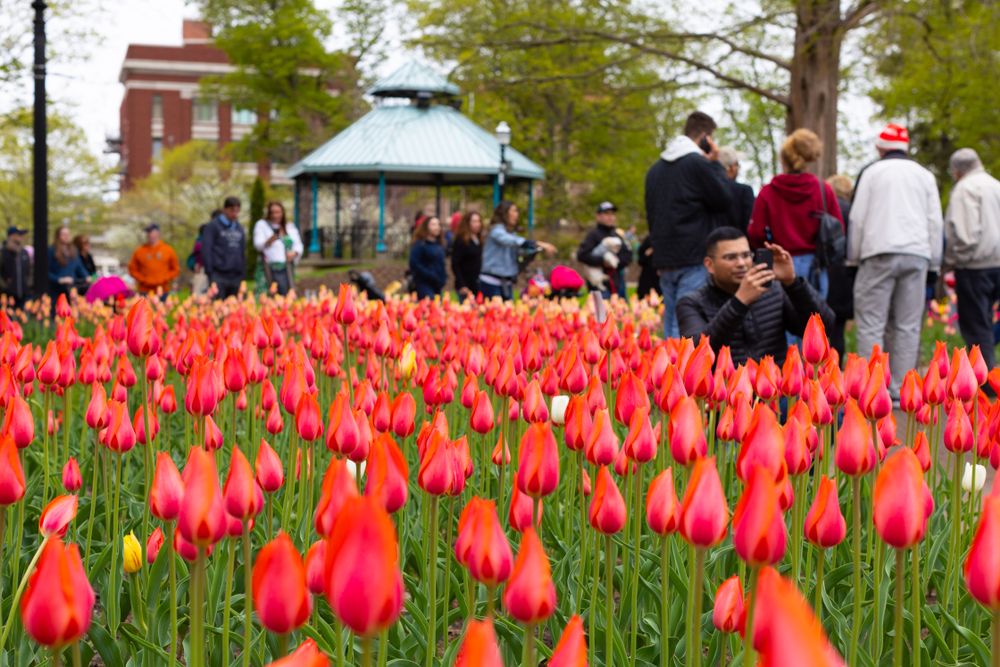 Vibrant tulips at Centennial Park