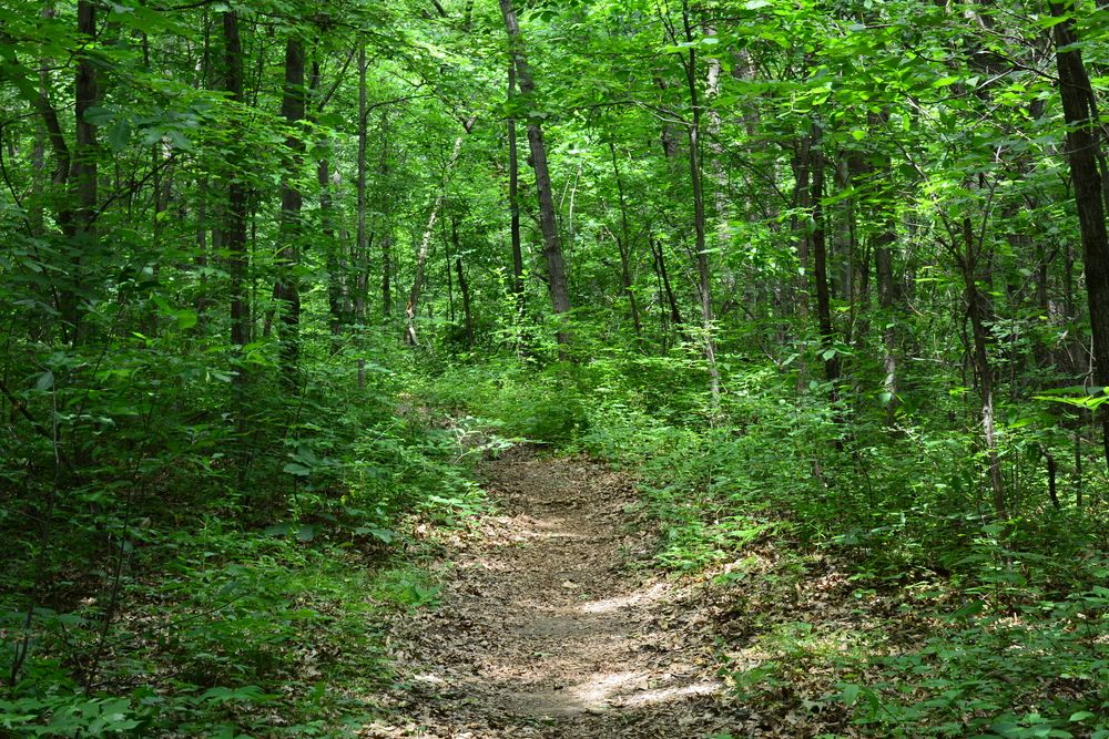 Forest trail at Holly Recreation Area