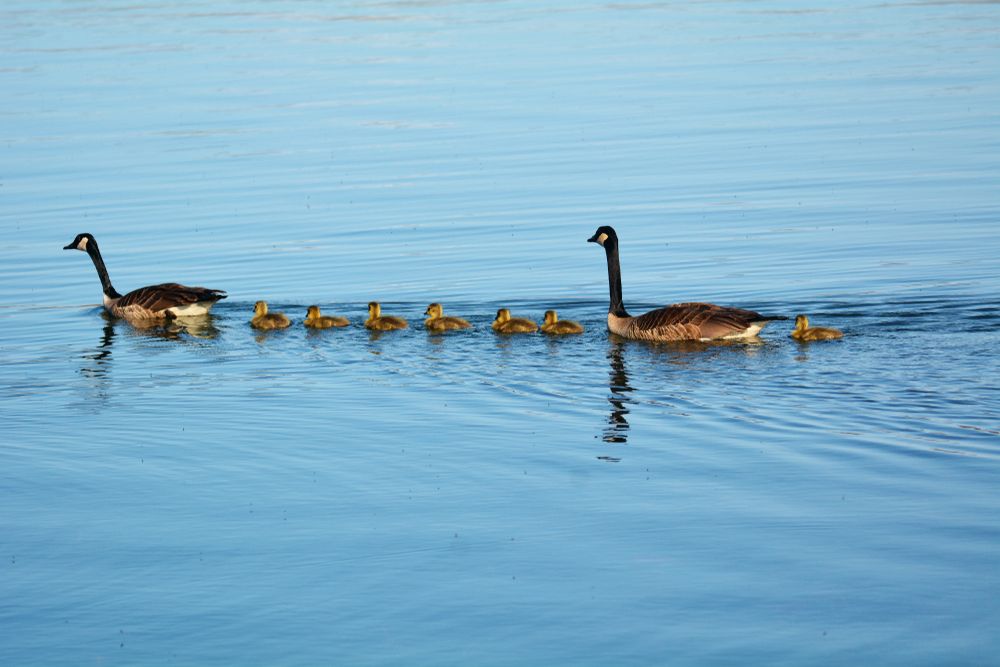 Duck family on the waters of Seven Lakes State Park