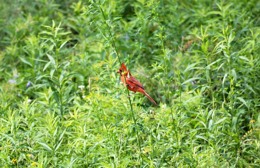 A bird perched on Seven Lakes State Park's plants