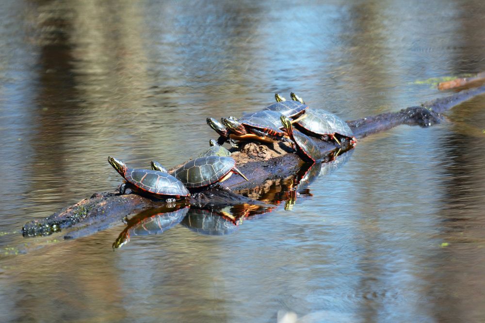 Turtles at Seven Lakes State Park