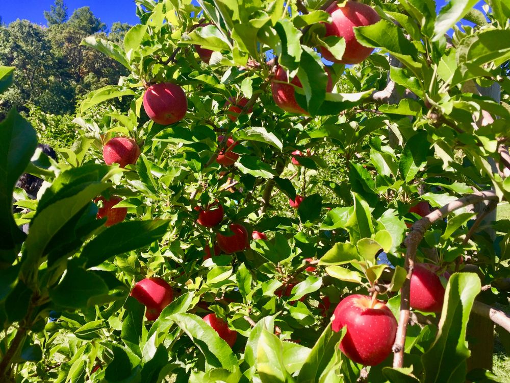 Apples at Carlson Orchards