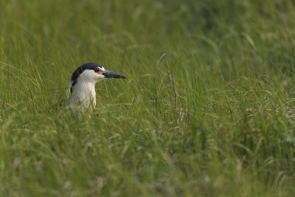 A bird at Marine Nature Study Area's marsh