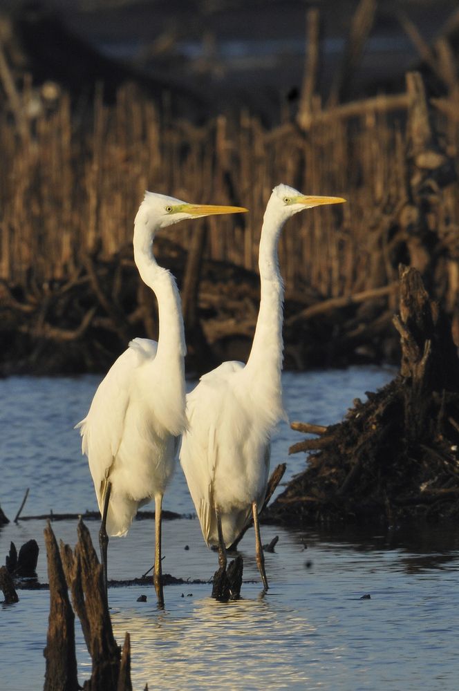 Great egret at Marine Nature Study Area
