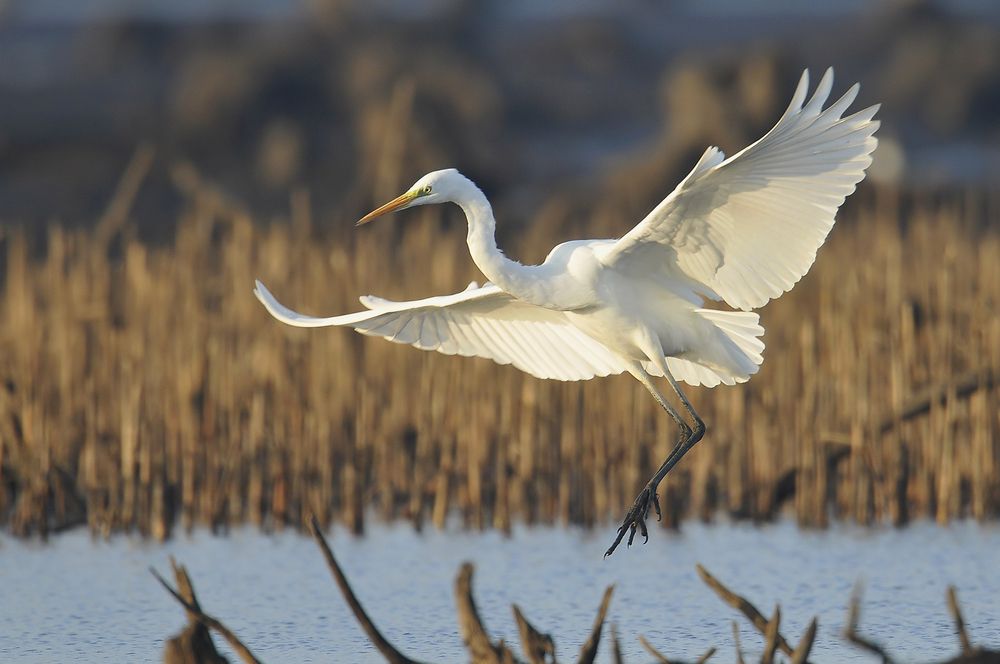 A flying great egret at Marine Nature Study Area