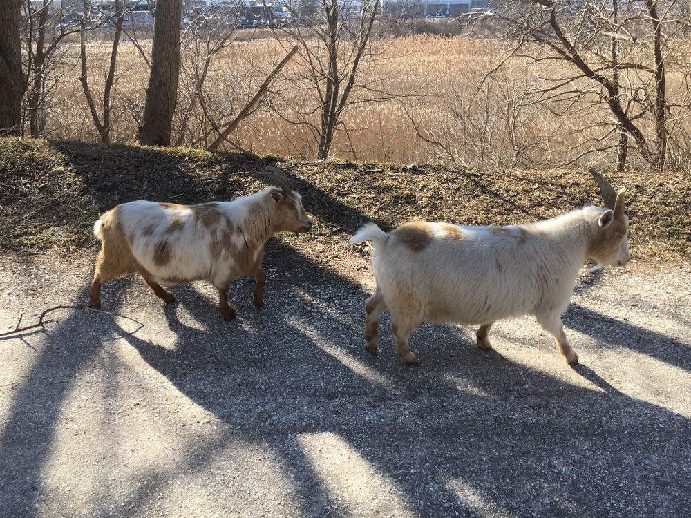 Dwarf goats at Norman J. Levy Park & Preserve