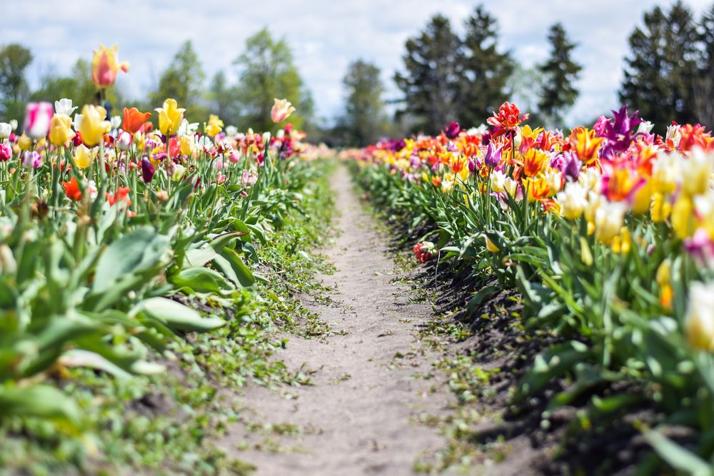 Colorful flowers of Veldheer Tulip Gardens