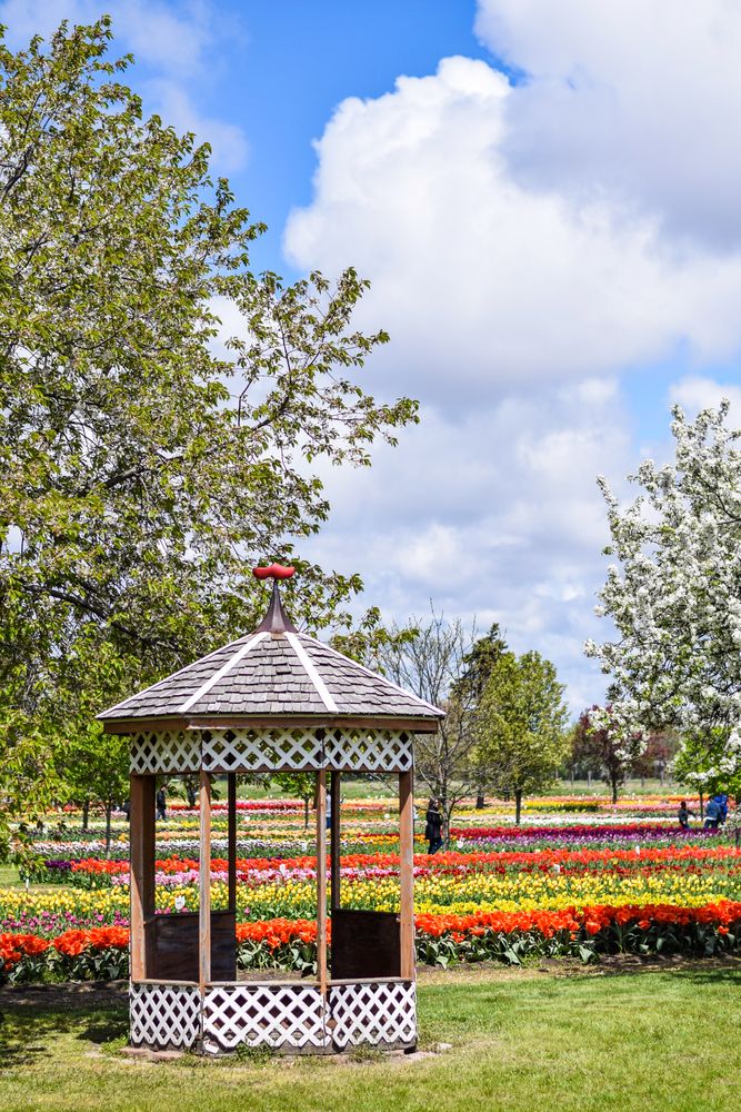 Veldheer Tulip Gardens' colorful flowers