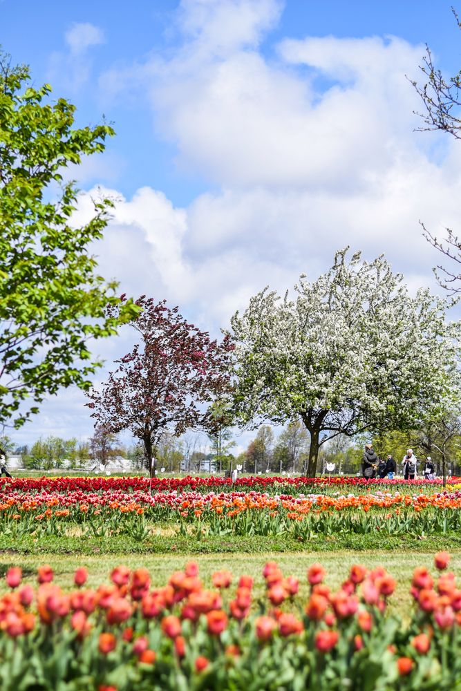 Colorful flowers at Veldheer Tulip Gardens