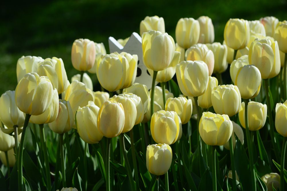 Beautiful flowers at Veldheer Tulip Gardens