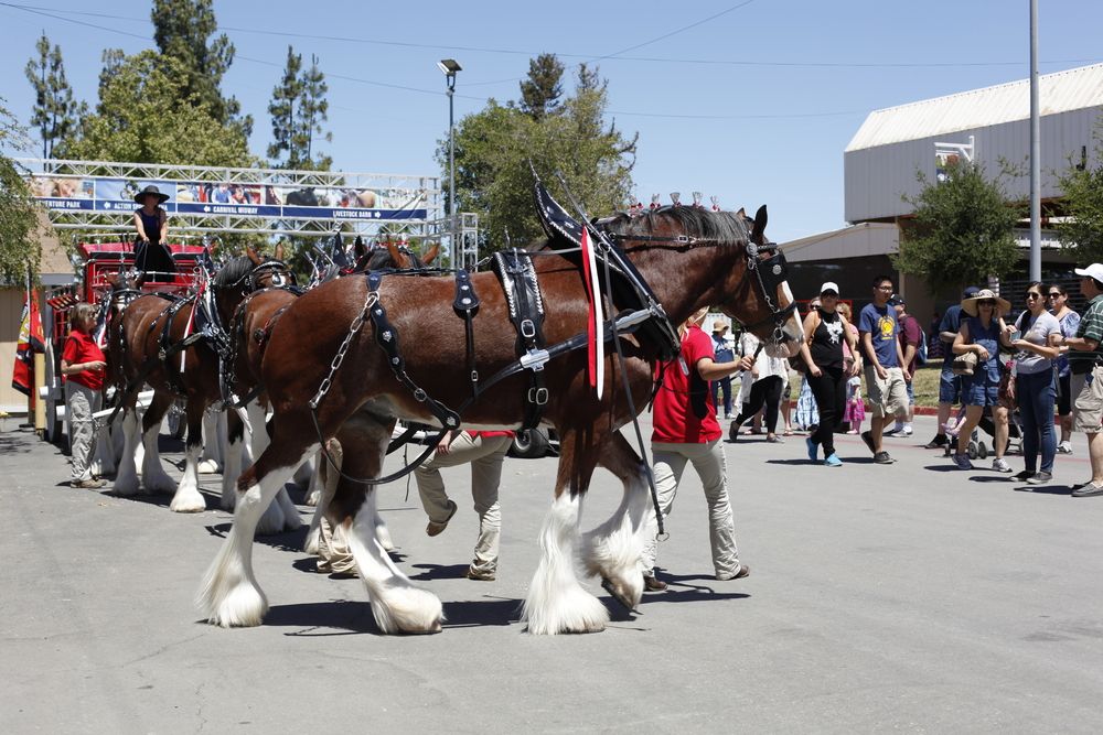 Horse parade at Alameda Country Fair