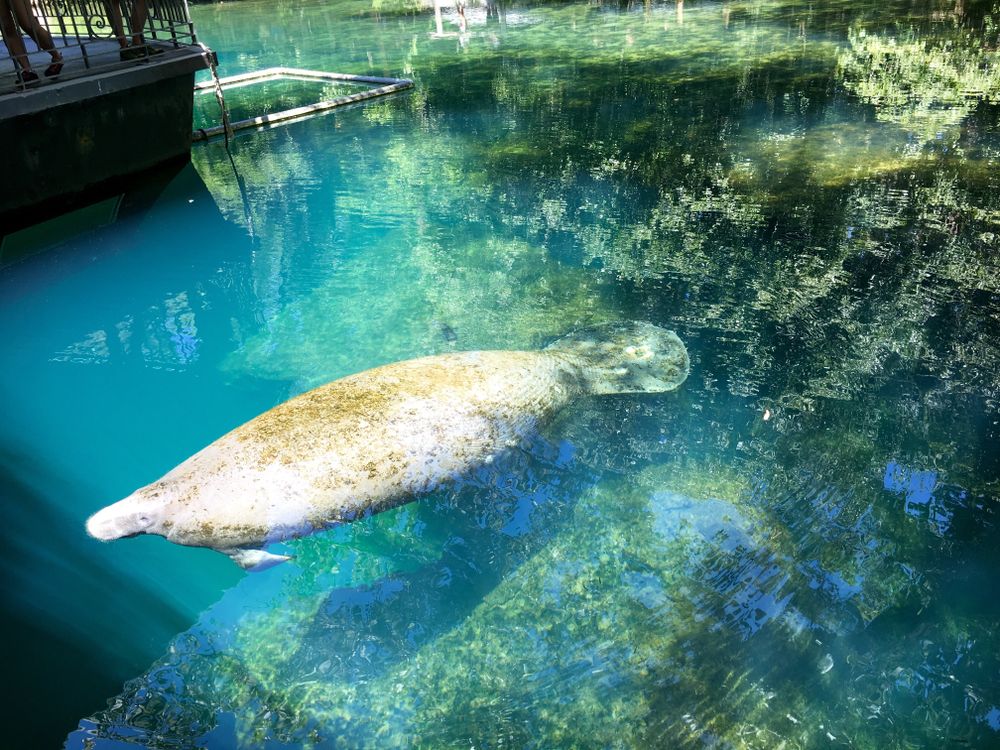 A manatee at Homosassa Springs Wildlife State Park