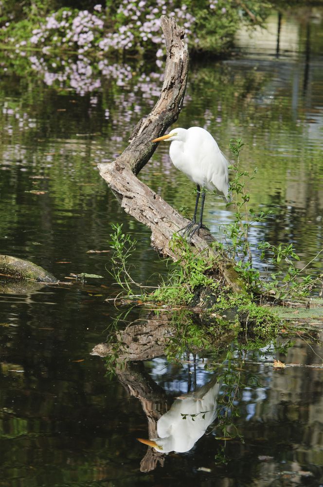 Great egret at Homosassa Springs Wildlife State Park