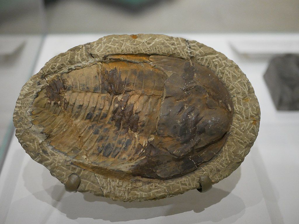 A display in the New Jersey State Museum