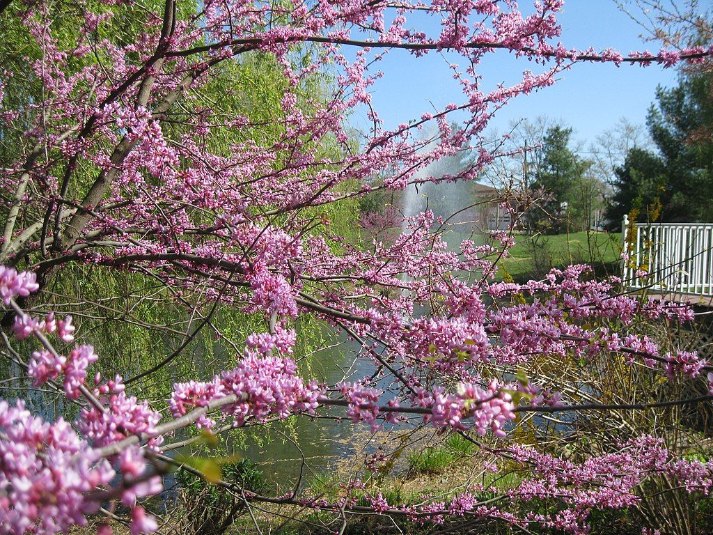 A beautiful tree at Sayen House & Gardens