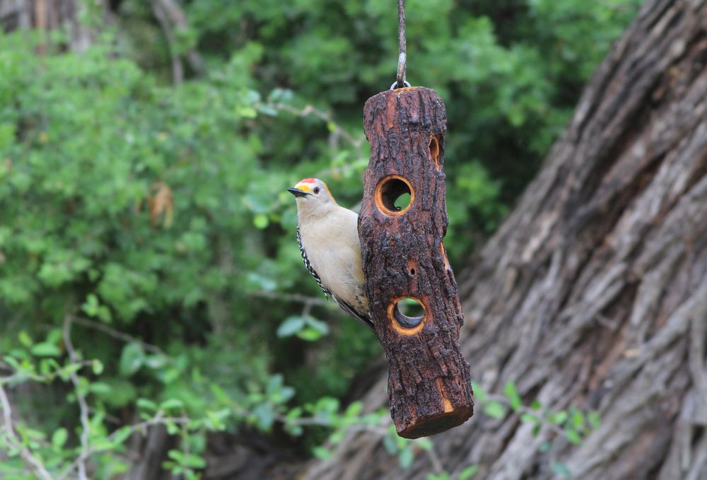 A woodpecker on World Birding Center's feeding station